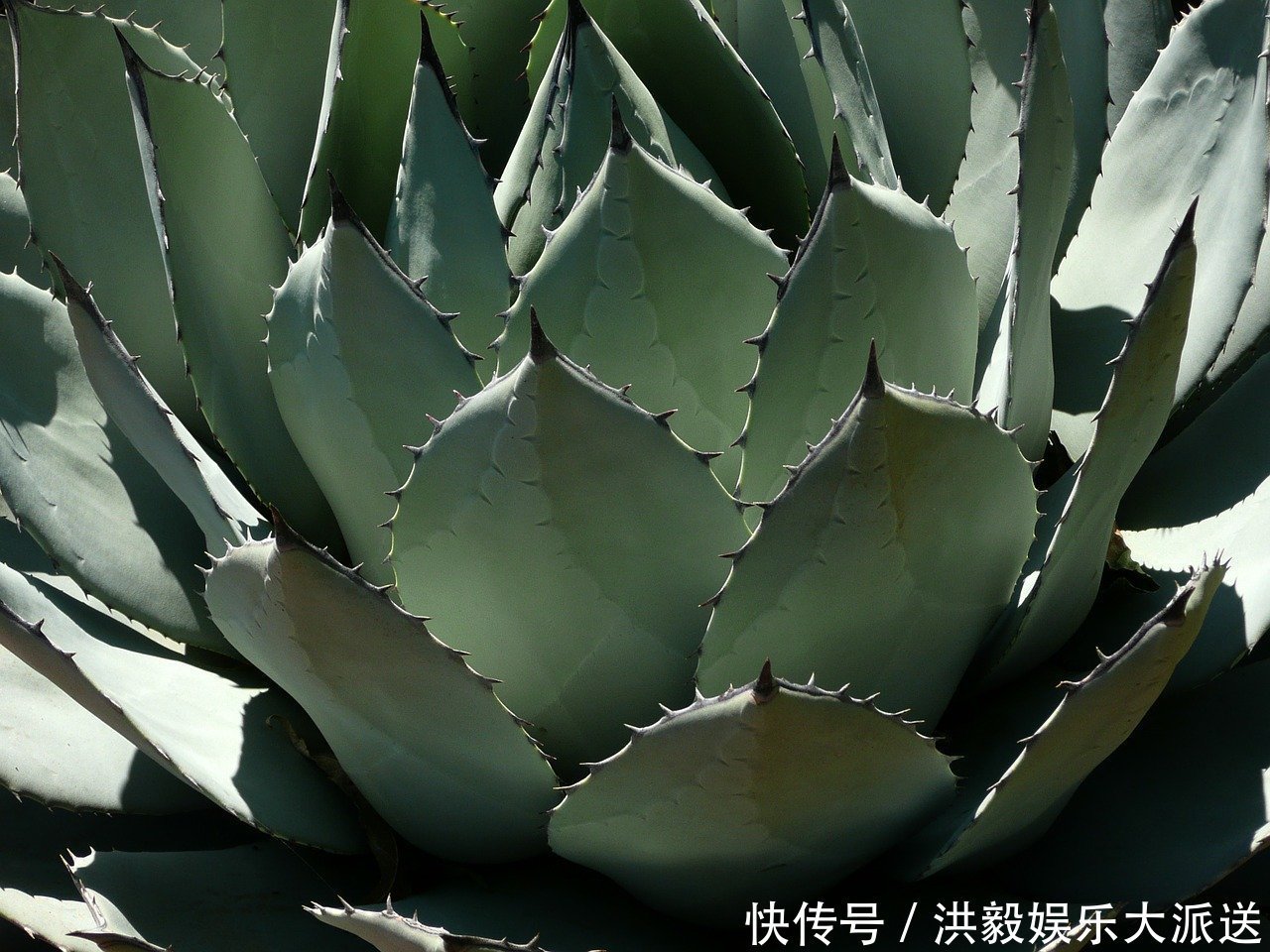 此花是等待凤凰涅槃而出现的产物,对生活充满希望,极具夏天主义