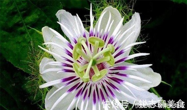 娇艳|此花十分娇艳芳香四溢，是一种令人畏惧的吃人植物，代表着迷乱
