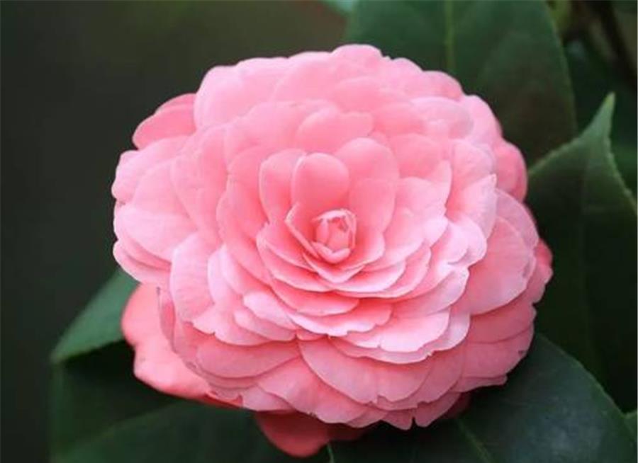 花苞|夏天养茶花,3个错误不能犯,难怪新叶发黄花苞少