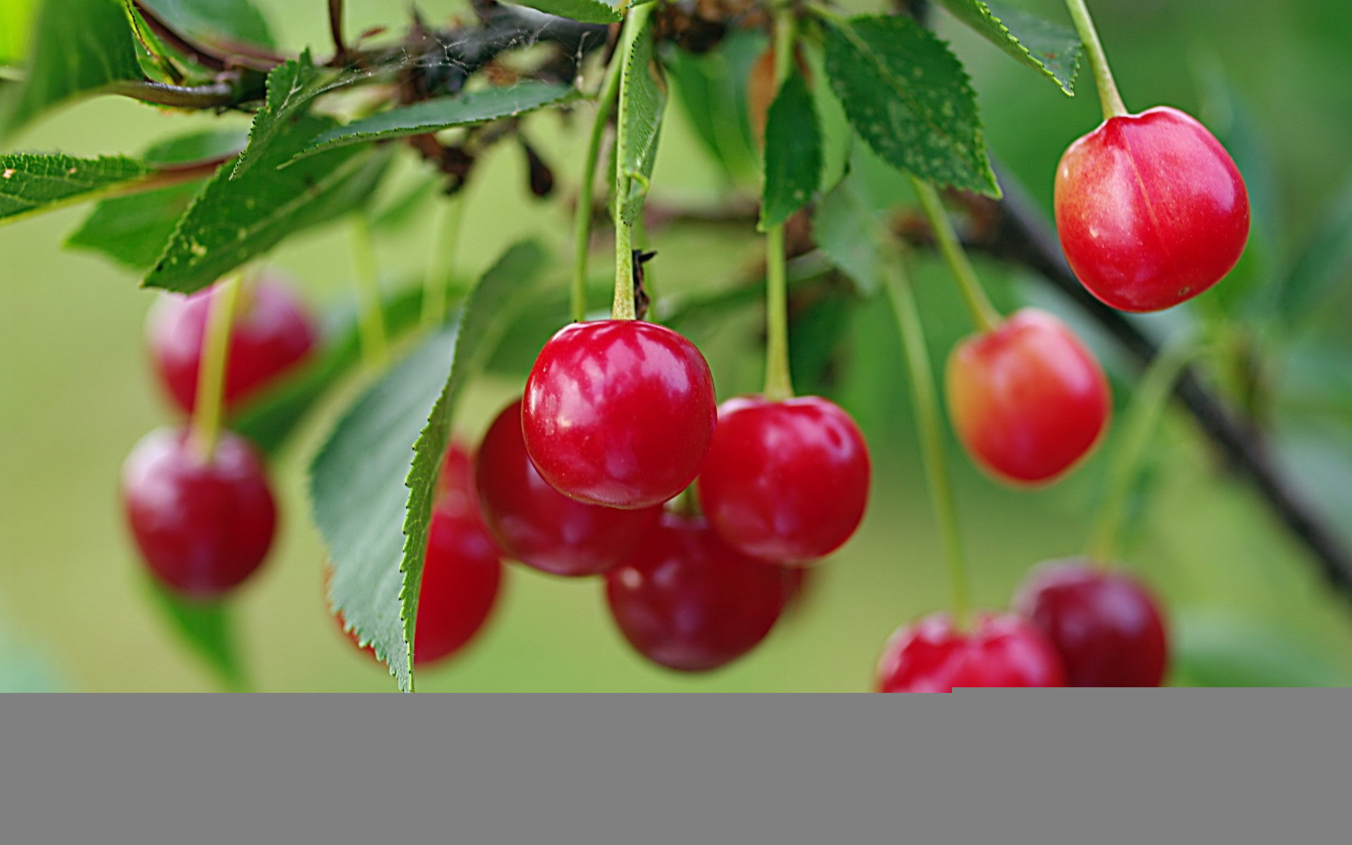 西葫芦|4月宁可不吃肉,也要吃这“4菜2果1豆”,应季而食身体倍儿棒