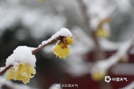 河南|河南汝南踏雪寻梅