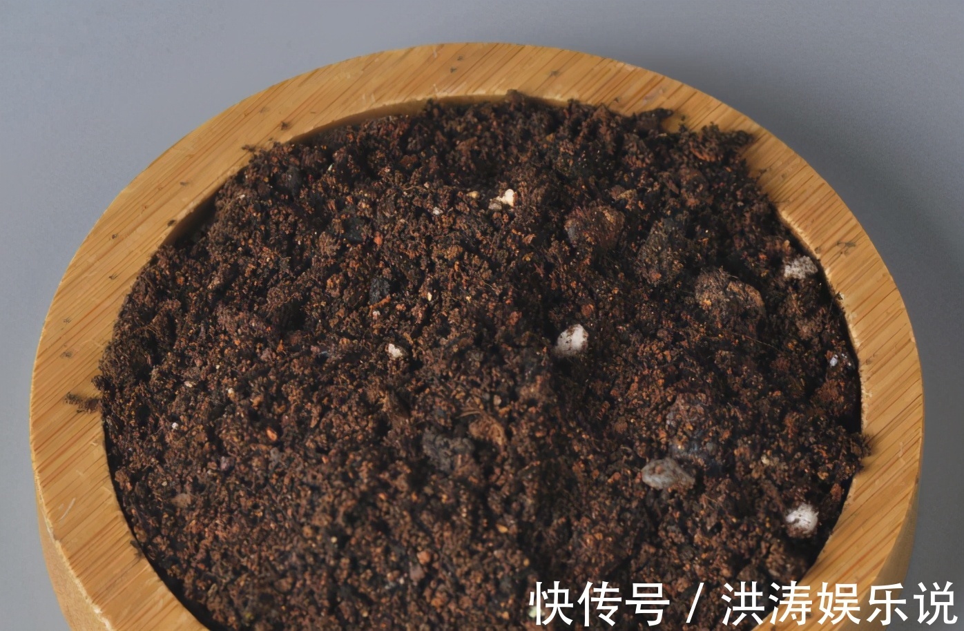 枝条|扦插好方法养花繁殖下一代,试试这3招,简单好使