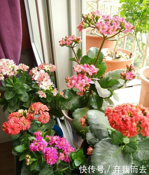 春天给花换盆,“6个坑”不能踩,别心存侥幸,否则换一盆死一盆