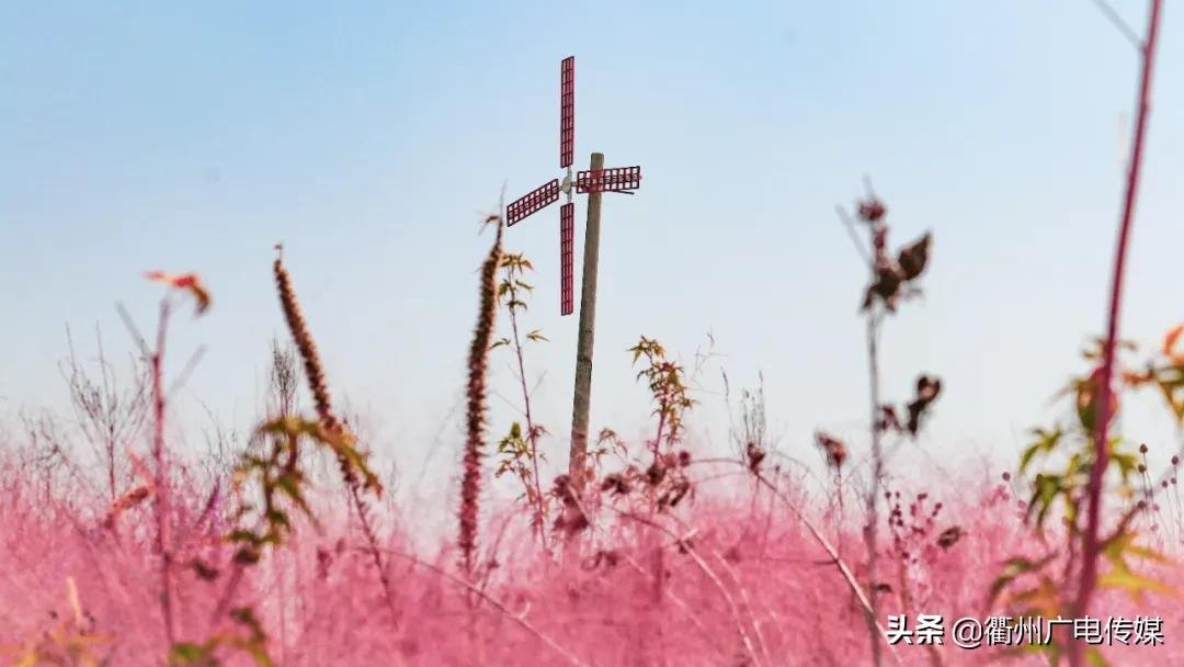 乱子草|季节限定！“粉色大海”粉黛乱子草上线！