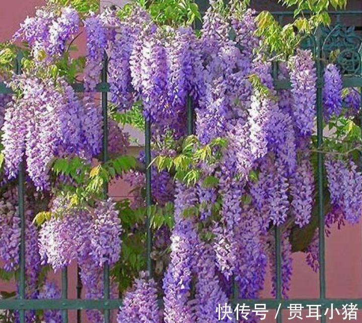 养花就养4种花，家里养一盆，花大色艳真漂亮，谁养谁上瘾