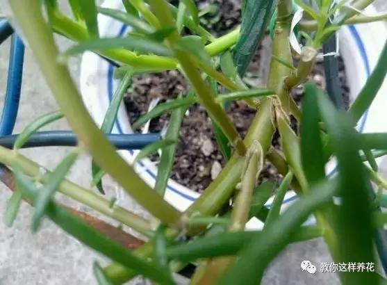 1个小窍门，普通的太阳花也能养成万元盆景老桩，邻居纷纷来学！