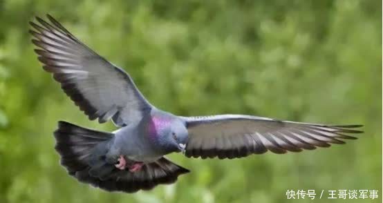 研究发现 爱因斯坦是穿越者?研究发现:1949年他已预言动物的超级感官