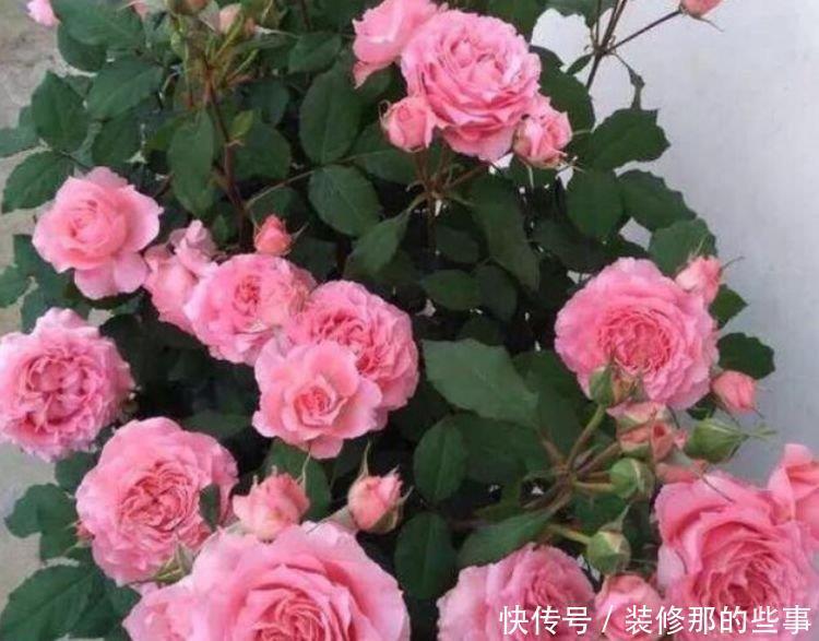 4种花很耐养，沾土就能活，花色多，一盆能养一辈子！