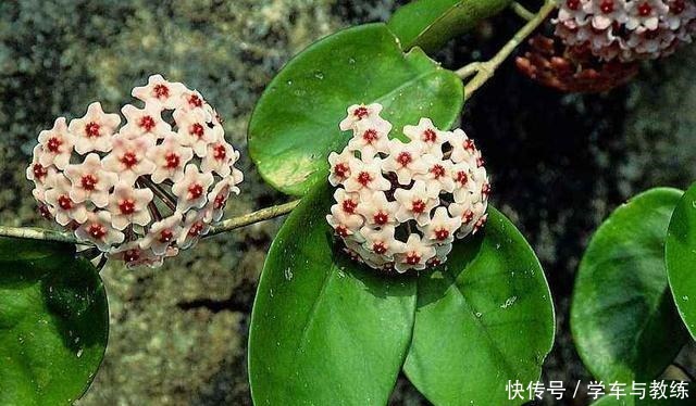 球兰,叶子似绿萝,比绿萝还耐阴,开花满屋香!