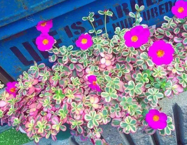 它是一种盆栽植物，开花漂亮，叶片浓绿，适合家庭养护