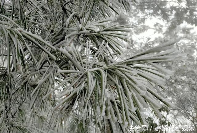 贵州|快看！贵州黔东南雷公山上处处银装素裹，风景美翻了……