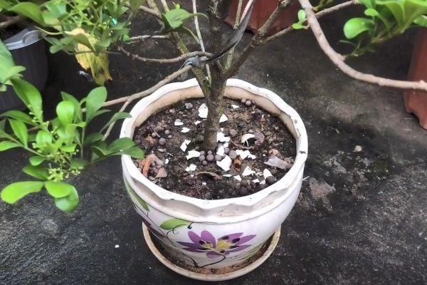 扔鸡蛋壳等于在扔钱,留在家里特别“值钱”,作用花钱都买不到