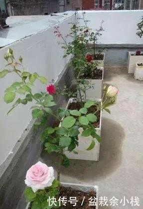 养花|家中旧物拿来养花，1个花盆也不用买，种了满屋的花，漂亮实用