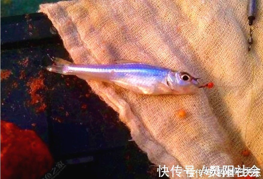 钓到小鱼就摔死,真有必要吗?钓友:有两种“害鱼”必须摔