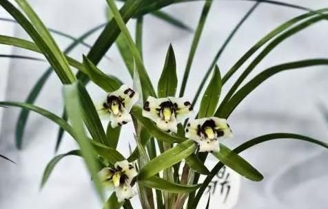 怎样让兰花长出更多的水晶头?老兰友:只需牢记4点