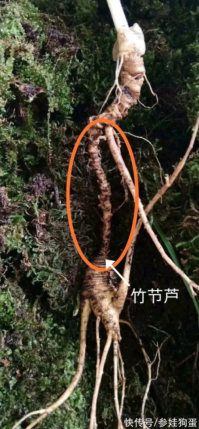 野生人参纯度鉴别