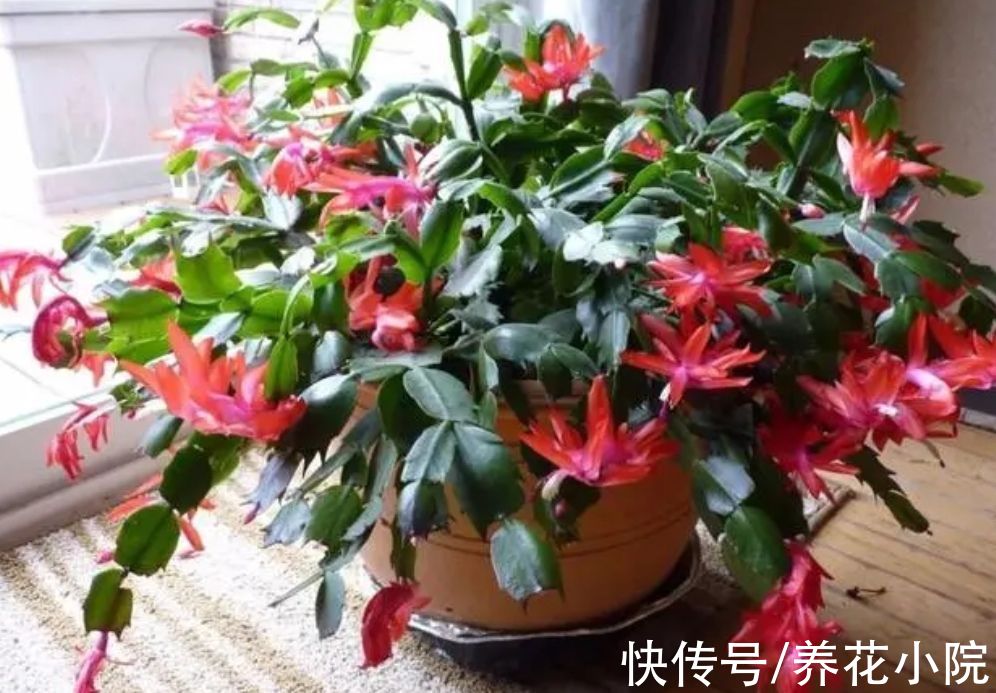 丽格海棠|6种花冬天开，家里养几盆，春节期间开花漂亮又喜庆