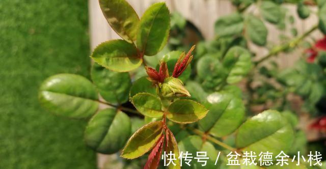 光照|月季花中的“女王”,想要养好它,需要注意8个方面