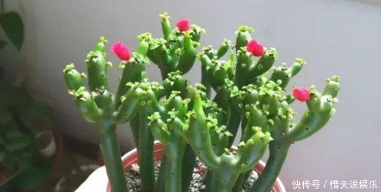 4种花,堪称“花草之王”,特别耐旱,1个月不浇水,开出漂亮花朵