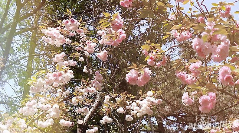 低薪|与美人梅合影，觅白玉兰芬芳，一起寻找杨浦公园里的春天