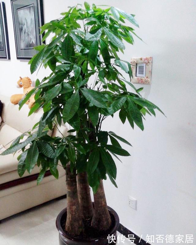 吉祥花|10大“吉祥花”适合养客厅,格调高,株型美,旺财又护家