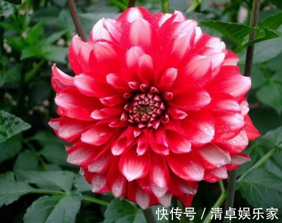喜欢菊花,不如养盆“稀世名菊”大红芍药,花开似芍药,妩媚端庄