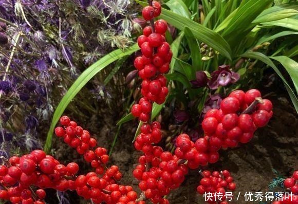 北美冬青红豆生“西国”,冬季挂满枝