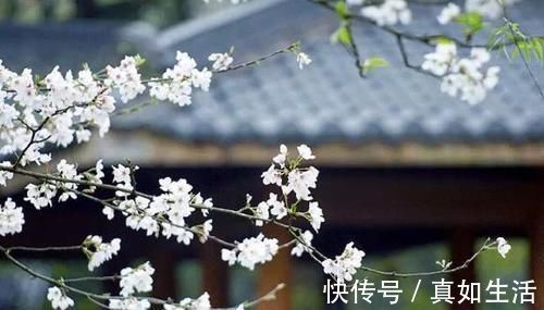 诗人$他诗红人不红,一首经典咏梅诗,写尽孤独,结尾为名句,流传千古