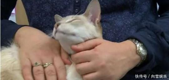 收到邮寄的宠物用品包裹打开发现一只萎靡