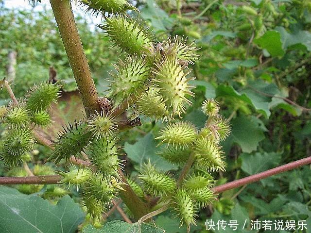 农村路边最常见的“野草”,是天赐民间治鼻炎的良方,你认识吗