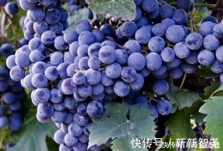 此物|入秋后，多吃葡萄好处多，但不要和此物同吃，偏偏很多人犯错误