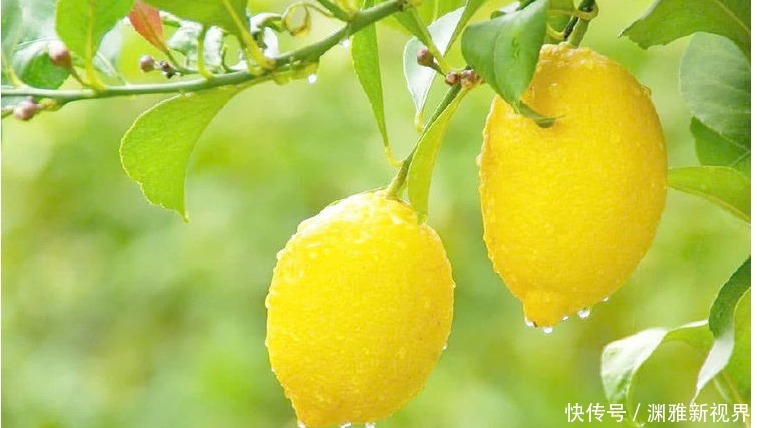 心脑血管疾病|血液粘稠的“稀释药”找到了,每天吃一点,净化血液,血栓不来扰