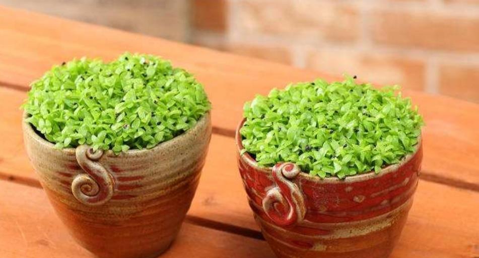 吃完2种水果,种子别扔,种到花盆里,长出美丽小盆栽