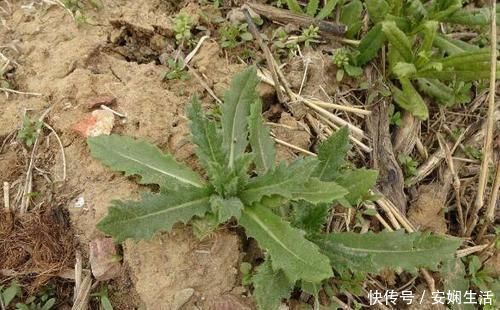 野草|这种长在水沟边的野草，叶片上都是毛，不仅能强筋骨，还能治胃痛