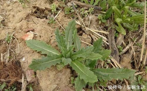 野草|这种长在水沟边的野草,叶片上都是毛,不仅能强筋骨,还能治胃痛
