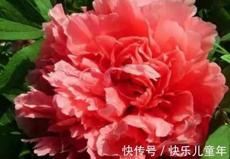 养花试试这款，自然，又优雅到极致的美