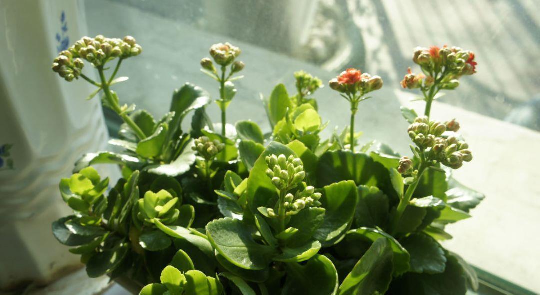 扦插|冬天扦插繁殖这九种绿植,特别容易成活,来年看花团锦簇