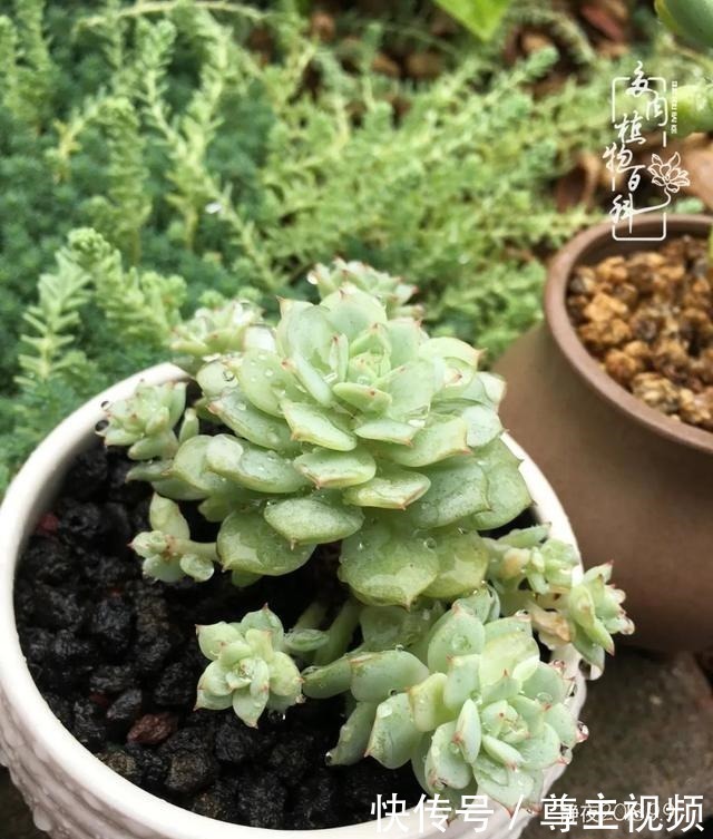 百科|养多肉三年多,初见惊鸿!累并快乐着!养多肉三年多,初见惊鸿!累并快乐着!