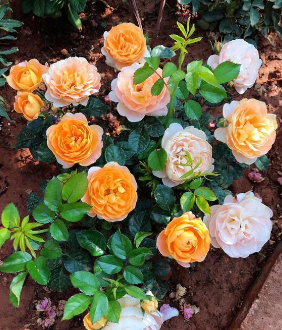 养月季花小苗，用3个“小技巧”，蹭蹭长侧芽，一次开花就爆盆