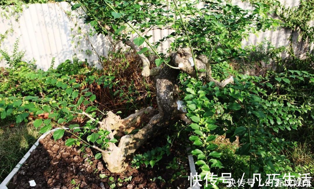 三角梅盆景制作6步曲，看懂了自己也能做出精美绝伦的三角梅盆景