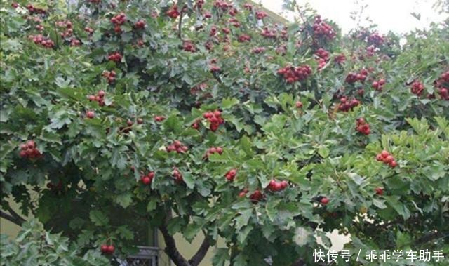 农村的庭院里,常栽5种树,既漂亮又美观!