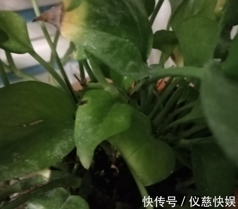 杀虫剂|绿萝怎么了叶子出现烂边,处理的及时了叶子锃亮锃亮的!
