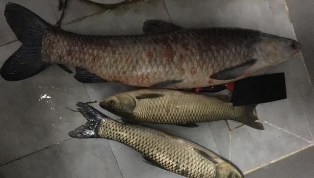 原来麝香红鲫还可以这样用,每次钓鱼别人都跑来问秘方