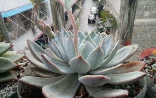 白根|只要家里有油桶,就不用花钱买花盆多肉种在油桶里,叶子胖嘟嘟