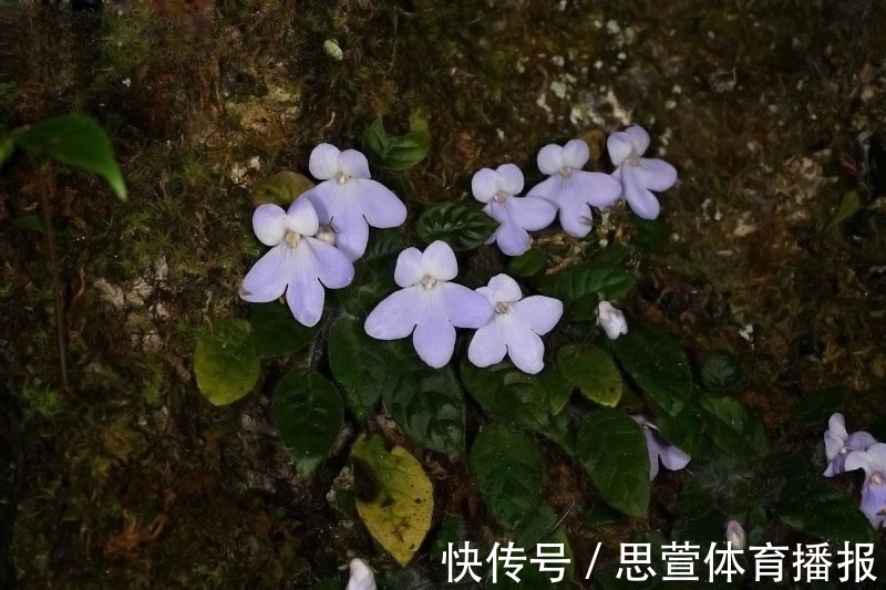 云南百米天坑下,发现消失了百年的生物,上次见它还是在1893年