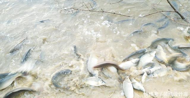 前脚放生鱼入水,后脚钓友下杆垂钓!垂钓者:我这是保护环境