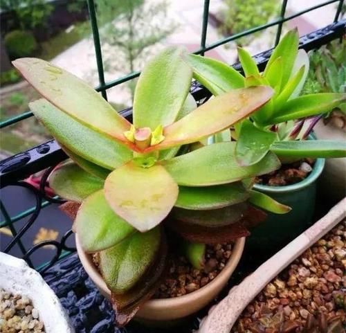 养多肉植物,做忌3点,难怪一养就徒长,现在改正还不晚