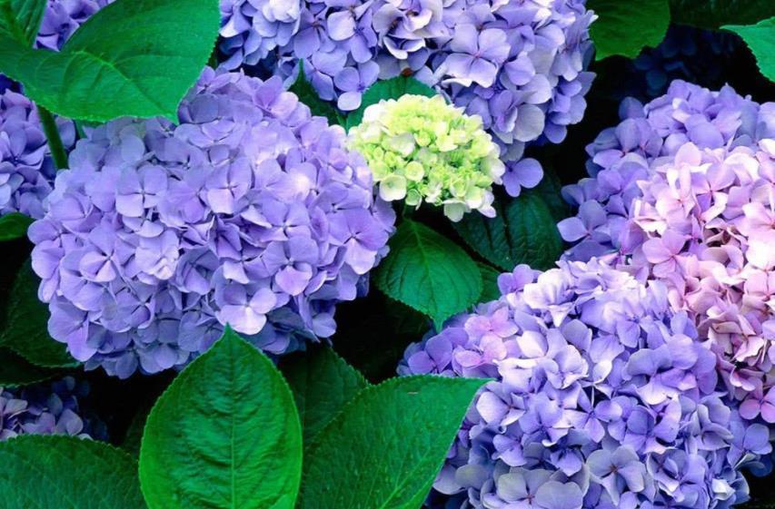 营养物质|夏季养殖绣球花,怕花大压弯枝头?学会这几招,植株不倒伏