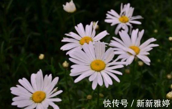 夏菊|养花试试此几款,养一盆满屋飘香,心情愉快,天天好心情
