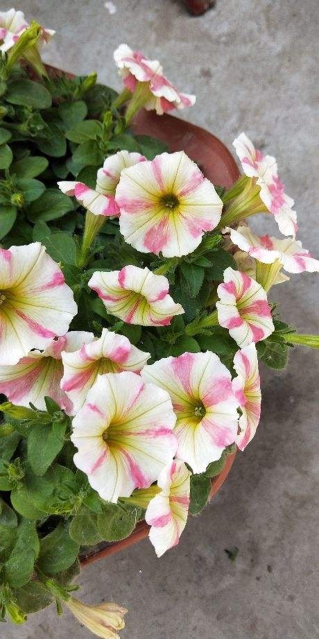 3种花,虽然名字不好听,但开花上百朵,呼呼爆花